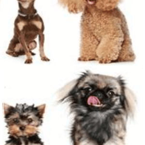 Fur Coats and Accessories